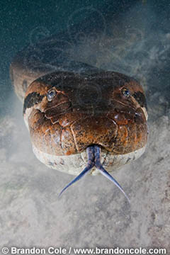 vertical portrait of wild green anaconda with forked tongue sticking out, pro stock image for sale, by Brandon Cole.